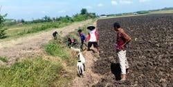 Cara Unik Petani di Brebes, Basmi Hama Tikus Dengan Anjing Pemburu