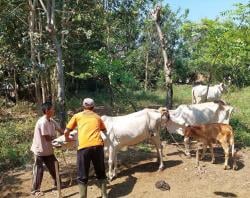 Kabupaten Probolinggo Mendapat 22.500 Dosis Ketiga Vaksin PMK Dari Provinsi