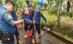 Ular Kobra Panjang 3 Meter Masuk Kamar Rumah Warga Bikin Gempar 