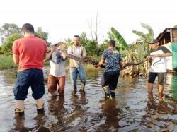Mangsa Ayam, Ular Piton 3,5 Meter Dievakuasi Petugas Damkar di Rumah Warga Korban Banjir