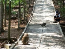 Diyakini sebagai Murid Sunan Kalijaga, Monyet Goa Kreo Kerap Jadi Petunjuk Peristiwa Besar