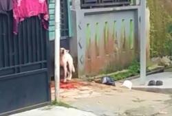 Anjing Lapar Ditinggal Pemilik 7 Hari Serang Bocah Perempuan  