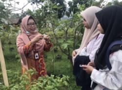 Wisata Edukasi Pohon Buah Tin di Jember