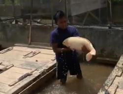 Mau Dapat Cuan Jutaan dari 1 Ekor Ikan Mas Jumbo, Ikuti Rahasia Peternak Citorek