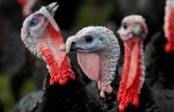 Ada-Ada Saja! Gerombolan Ayam Kalkun Divonis Mati setelah Serang Pria hingga Patah Tulang