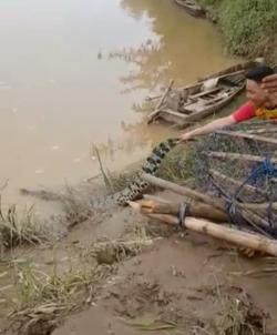 Buaya Masuk Perangkap Ikan Warga di Rumbih Dilepas Kembali ke Sungai