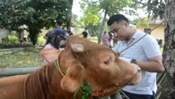 Ratusan Sapi Dilakukan Tindakan Preventif Mencegah Penyakit Cacingan dan Kurangnya Vitamin