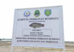 Petani Tambak Indramayu Beralih Budidaya Ikan Nila, Setahun Bisa 3 Kali Panen