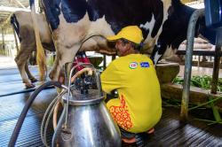 Tumbuhkan Ekonomi Warga, Swasta Diminta Bantu Peternak Sapi Perah