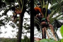 Penderes Kelapa Tersambar Petir, Pingsan dan Nyaris Terjatuh dari Pohon Kelapa