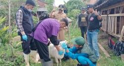 Jawa Barat Belum Bebas Penyakit Mulut dan Kuku