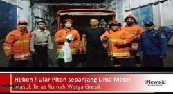 Heboh ! Ular Piton Sepanjang 5 Meter Masuk Rumah Warga Gresik