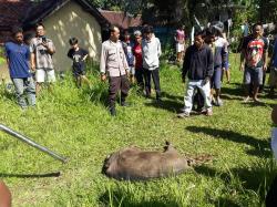 Babi Hutan  Masuk Permukiman Seruduk Warga, Polsek Menes : Ada 2 Orang Terluka