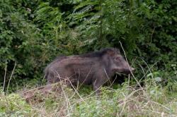 Babi Hutan Serang dan Seruduk Nenek dan Cucu, Mati Ditembak Babinsa 