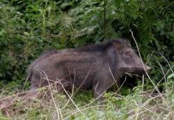 Geger! Babi Hutan Masuk ke Rumah Klinik di Pandeglang, Ngamuk Lukai 2 Warga