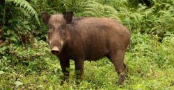 Babi Hutan Seruduk Nenek dan Cucu di Sumbar, Keduanya Alami Luka Serius