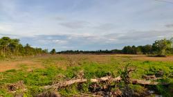 Kapolres Luwu Perintahkan Polsek Selidiki Dugaan Pengrusakan Mangrove di Bua