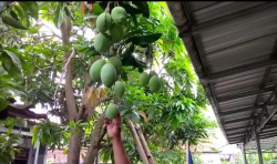 Wow! Ada Pohon Mangga Unik di Pemalang, Satu Tahun 8 kali Berbuah