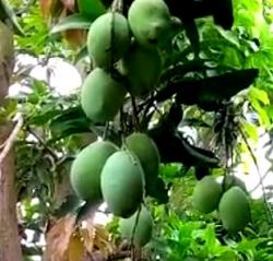 Woow Luar Biasa, Dalam Setahun Pohon Mangga Ini Bisa Berbuah 8 Kali