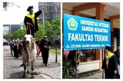 Viral Mahasiswa Ini Menunggang Sapi Berangkat Wisuda, Netizen: Pajero Mentahan