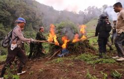 BNN RI Musnahkan Ladang Ganja Terbesar di Tahun 2022 Dikawasan Mandailing Natal