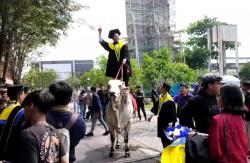 Gagahnya Mahasiswa Naik Sapi Saat Wisuda, Begini Ceritanya