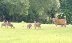 Populasi Rusa di Cagar Alam Pangandaran Berkurang, BKSDA Berencana Menambahkan 4 Ekor Banteng