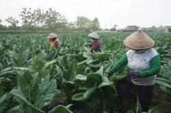 Bantuan Pupuk DBHCHT Disalurkan Untuk Petani Tembakau