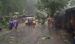 Pohon Tumbang Timpa Warung Di Pinggir Jalan Rambipuji Jember