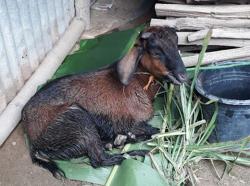 Ajaib! Sudah 4 Hari Tertimbun Longsor, Kambing Milik Warga Ditemukan Masih Hidup