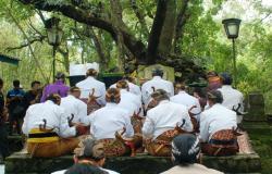 Meredam Bencana dengan Ritual Mahesa Lawung