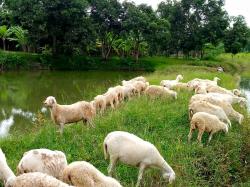 Inspirasi! Dulu Seorang Tukang Ojek Sepeda Ontel di Jakarta, Kini Sukses Beternak Kambing di Desa