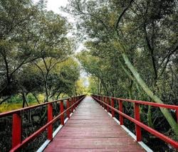 Hutan Mangrove Karangsong, Tempat Wisata Alam di Indramayu dengan Pemandangan Eksotis