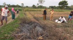 Geger, Mayat Pria Misterius Terbakar di Sawah Tegal