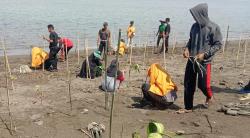 Pemkab Pasangkayu Tanam Mangrove di Atas Pasir Pesisir Pantai Desa Letawa