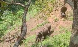 Warga Aceh Minta Perhatian Pemerintah Segera Tangani Konflik Gajah Liar