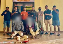 Berantas Judi, Polisi Gerebek Sabung Ayam di NTT