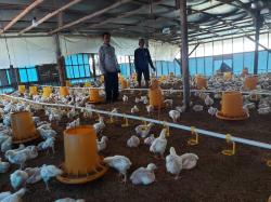 Bisnis Ternak Ayam Potong Broiler Ternyata Cukup Menggiurkan