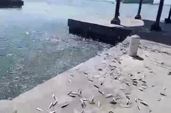 Viral! Pulau Seribu Dibanjiri Ikan Laut yang Naik Kedaratan, Ini Penjelasan BMKG