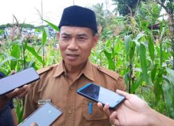 Sebagai Percontohan, Gapoktan Kelurahan Banjarnegara Cilegon Gelar Panen Raya Golden Melon