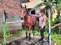 Diiringi 12 kereta Kuda, Humas Polresta Cilacap Jadi Kusir Kirab Kaesang-Erina