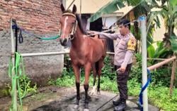 Habibah, Kereta Kencana yang Ditunggangi Kaesang-Erina