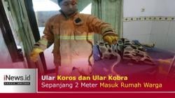 Ular Koros dan Ular Kobra Sepanjang 2 Meter Masuk Rumah Warga