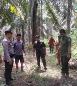 Sapi Milik Warga Pelalawan Dimangsa Harimau