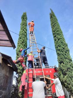 Seekor Kucing Terjebak di Atas Pohon Cemara Lilin, Damkar Kota Cimahi Langsung Bertindak