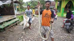 Bikin Geger, Warga Maroko Temukan Ular Piton Sepanjang 3 Meter di Teras Masjid