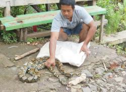 Warga Digegerkan dengan Penemuan Ular Piton di Teras Masjid