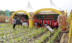 Syngenta Resmikan Fasilitas Benih Jagung