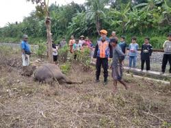 Kereta Sawunggalih Tabrak Kerbau di Brebes, 6 Perjalanan KA Terganggu