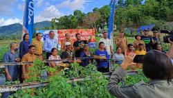 Woow! Ekosistem Hortikultura Bank NTT Tanam 1,5 juta Pohon Tomat di Belu, Petani Raup Rp47 Miliar